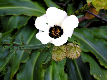 Hibiscus trionum