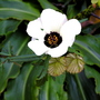 Hibiscus trionum