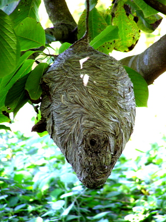 White or Bald-Faced Hornets Nest???