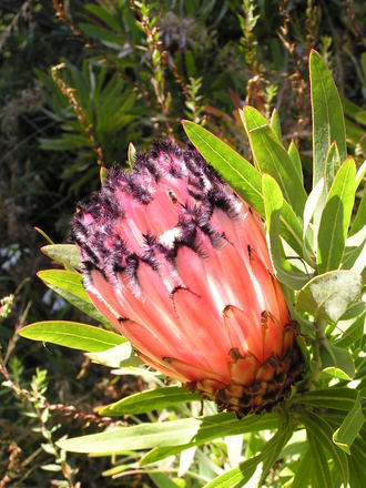 Protea