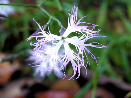 P1010052.jpg