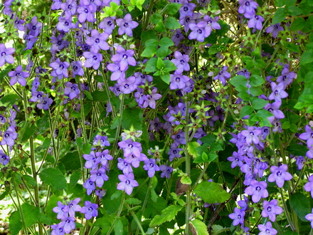 Climbing Campanula