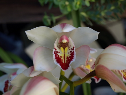 Cimbidium