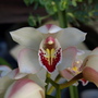 Cimbidium