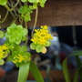 A garden flower photo
