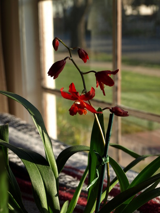 Oncidium orchid