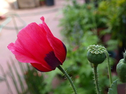 Oriental poppy