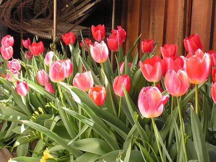 flowerpics_024.jpg