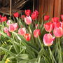 flowerpics_024.jpg