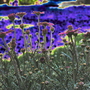 Margerite