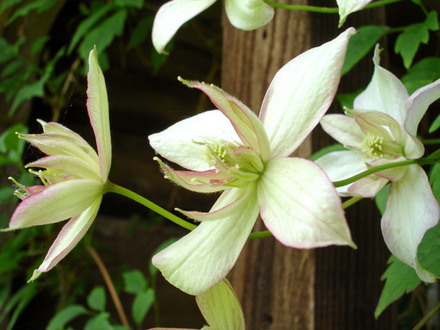 clematis.jpg