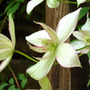 Clematis