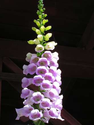 pink_foxglove.jpg
