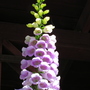 pink_foxglove.jpg