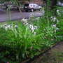 Spider Lillies (Hymenocallis caroliniana)
