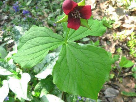 Red Trillium (Trillium erectum)