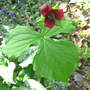 Red Trillium (Trillium erectum)
