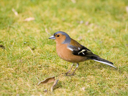 bullfinch.jpg