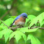 Male Bluebird Hunting