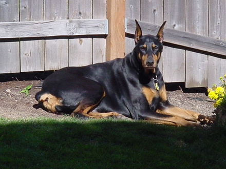 lazing in the sunshine