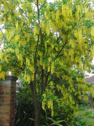 Laburnum 'Vossii' (Laburnum x watereri 'Vossii')
