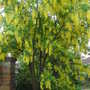 Laburnum