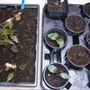 Dahlias_004
