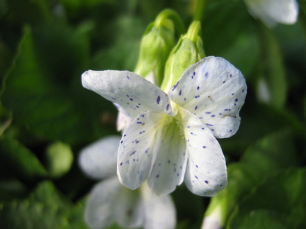 viola...dapples
