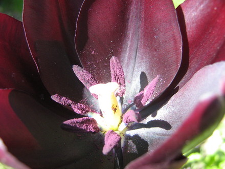 Tulip negrita
