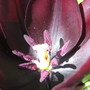 Tulip negrita