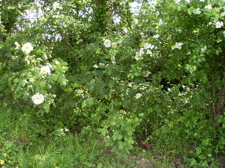 wild rose 