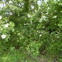 Garden_15th_may_2008_036
