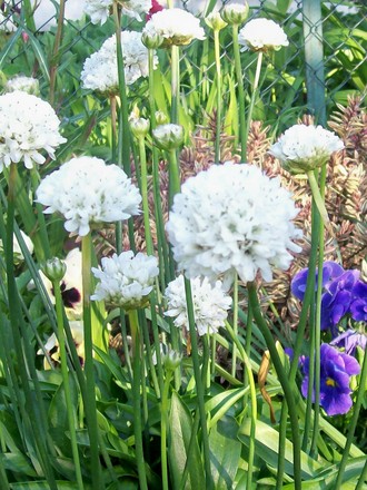 13_5_11.jpg (Armeria x pseudarmeria 'Joystick')