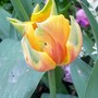 A garden flower photo (Tulipa)