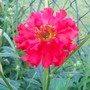 A garden flower photo (Geum reptans)