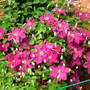 Imported_Photos_00017.jpg