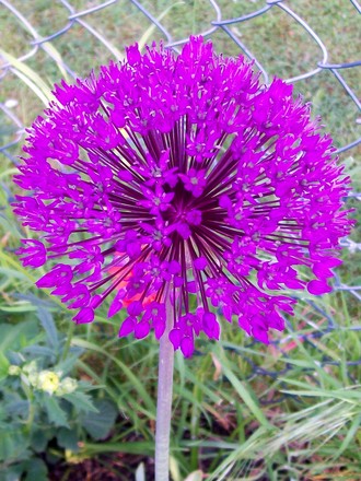 A garden flower photo (Allium rosenbachianum)