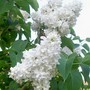 A garden flower photo (Syringa vulgaris)