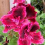 A garden flower photo (Pelargonium)