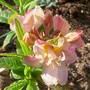 A garden flower photo (Rhododendron azalea)