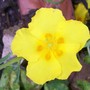 A garden flower photo (Helianthemum apenninum)
