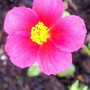 A garden flower photo (Helianthemum apenninum)