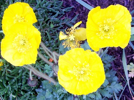 A garden flower photo (Papaver nudicaule)