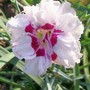 Pinks 'Grans Favourite' (Dianthus amurensis (Amur Pink))
