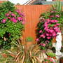 A garden flower photo