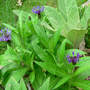 Mountain_bluet_fullvw_5-15-08_sm