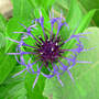 Mountain Bluet, Mountain Cornflower Close (Centaurea montana (Berg Centaurie))