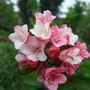 Weigela 'Carnaval' (Weigela 'Carnaval')