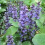Ajugas growing happily in the shady area. (Ajuga reptans (Bugle))