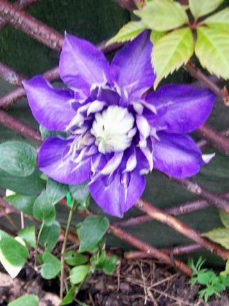 Clematis 'Multi Blue' (Clematis)